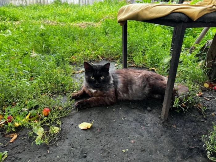 “Мы никому не нужны, кроме них“. Казахстанка “отдала“ свой дом кошкам “Мы никому не нужны, кроме них“. Казахстанка “отдала“ свой дом кошкам