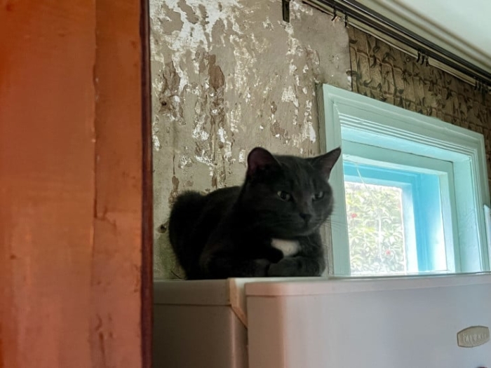 “Мы никому не нужны, кроме них“. Казахстанка “отдала“ свой дом кошкам “Мы никому не нужны, кроме них“. Казахстанка “отдала“ свой дом кошкам