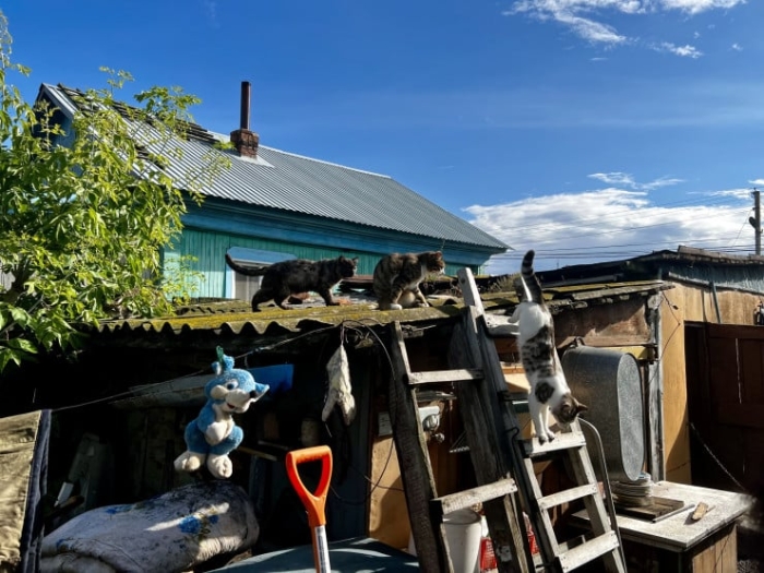 “Мы никому не нужны, кроме них“. Казахстанка “отдала“ свой дом кошкам “Мы никому не нужны, кроме них“. Казахстанка “отдала“ свой дом кошкам