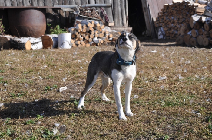 Последняя из Студеного. Казахстанка почти 20 лет одна живет в селе-призраке