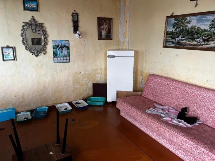 “Мы никому не нужны, кроме них“. Казахстанка “отдала“ свой дом кошкам “Мы никому не нужны, кроме них“. Казахстанка “отдала“ свой дом кошкам