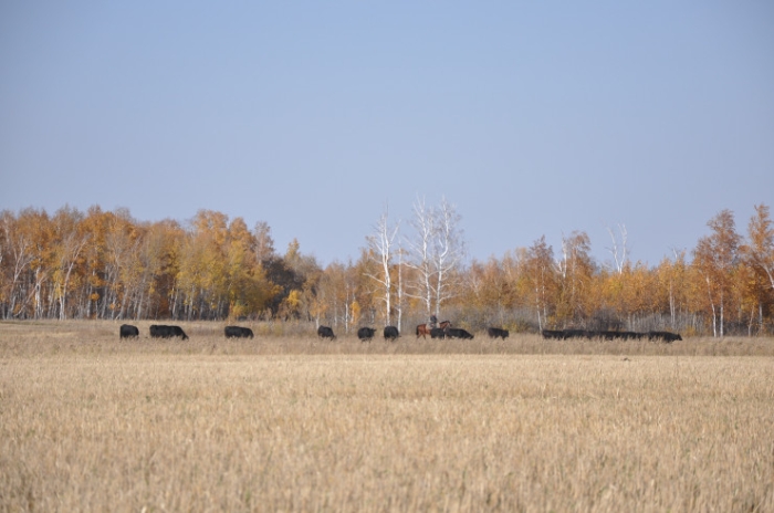 Последняя из Студеного. Казахстанка почти 20 лет одна живет в селе-призраке