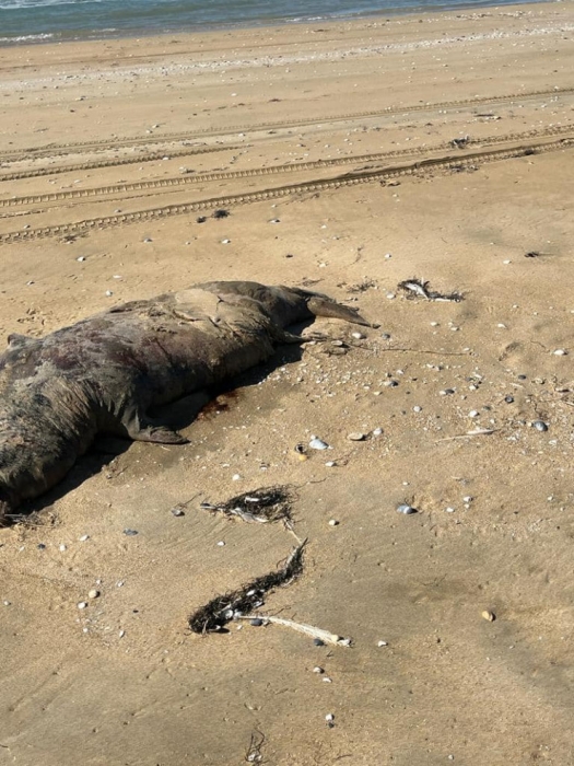 Мертвых тюленей и осетров нашли на побережье Каспия