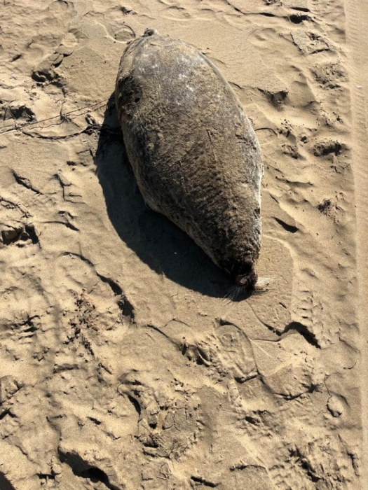 Мертвых тюленей и осетров нашли на побережье Каспия