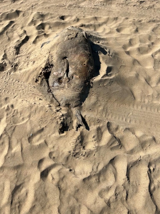 Мертвых тюленей и осетров нашли на побережье Каспия