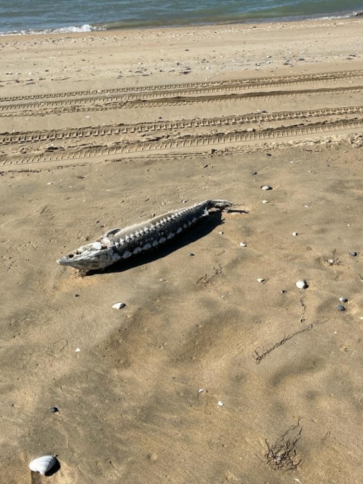 Мертвых тюленей и осетров нашли на побережье Каспия