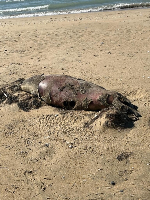 Мертвых тюленей и осетров нашли на побережье Каспия