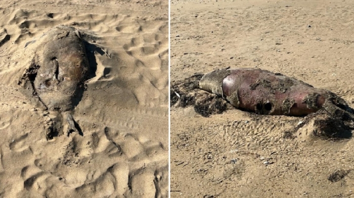 Мертвых тюленей и осетров нашли на побережье Каспия