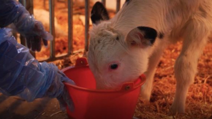 Дефицит молока надеются снизить с помощью "суперкоров" в Китае Дефицит молока надеются снизить с помощью "суперкоров" в Китае