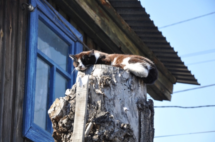 Храм в воде, собаки ждут хозяев. Что происходит в Петропавловске