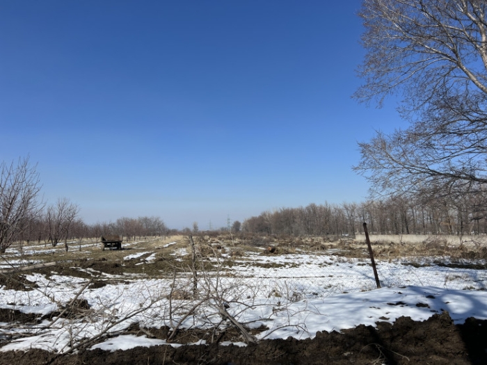 Единственный в Казахстане: часть яблоневого сада вырубили под Талгаром Единственный в Казахстане: часть яблоневого сада вырубили под Талгаром