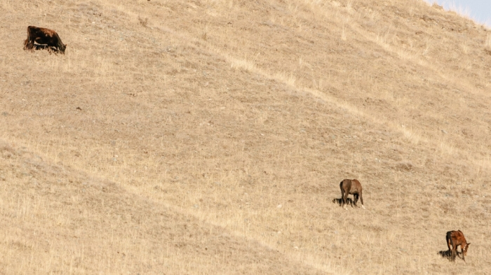 Будет жарко: в каких регионах Казахстана ожидается засуха Будет жарко: в каких регионах Казахстана ожидается засуха
