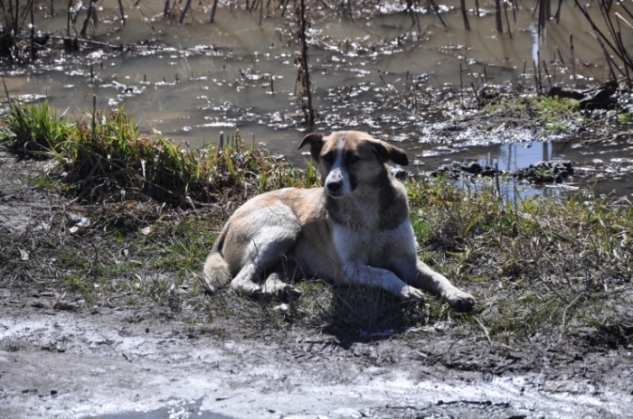 Храм в воде, собаки ждут хозяев. Что происходит в Петропавловске