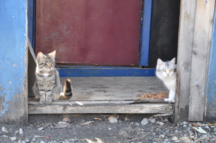 Храм в воде, собаки ждут хозяев. Что происходит в Петропавловске