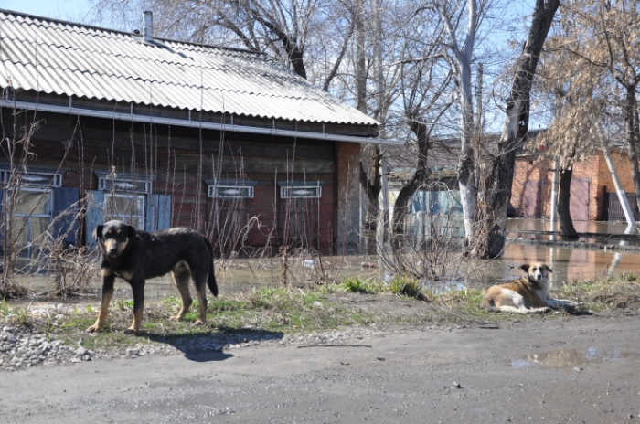 Храм в воде, собаки ждут хозяев. Что происходит в Петропавловске