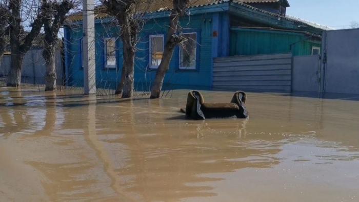 Храм в воде, собаки ждут хозяев. Что происходит в Петропавловске