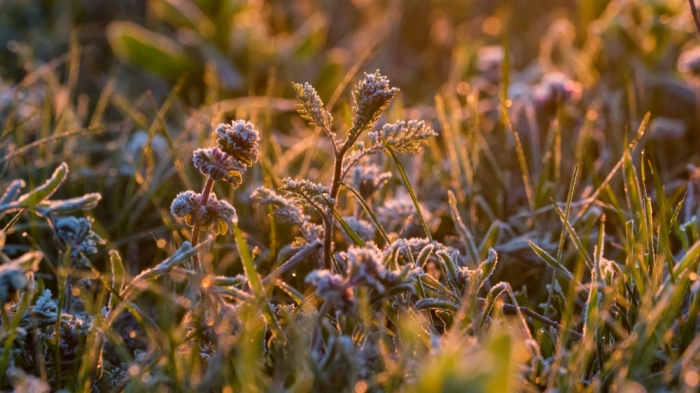 О заморозках, грозах и опасности пожаров предупредили синоптики О заморозках, грозах и опасности пожаров предупредили синоптики
