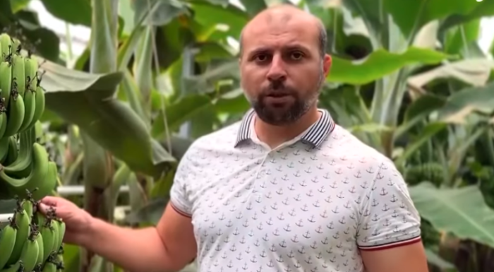 Первый урожай бананов начали собирать на юге Казахстана Первый урожай бананов начали собирать на юге Казахстана