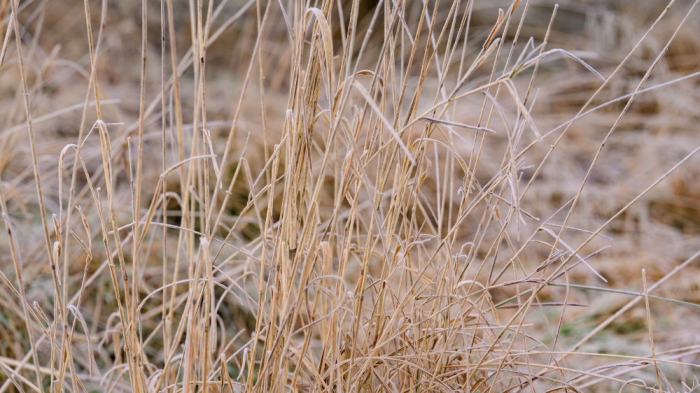 Заморозки и ливни: синоптики рассказали о погоде в Казахстане 6 мая Заморозки и ливни: синоптики рассказали о погоде в Казахстане 6 мая