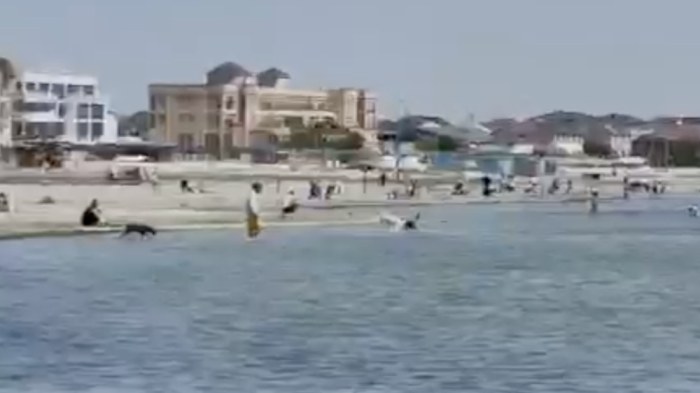 Жителей Актау возмутило купание собак и лошадей в море Жителей Актау возмутило купание собак и лошадей в море