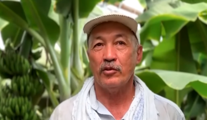 Первый урожай бананов начали собирать на юге Казахстана Первый урожай бананов начали собирать на юге Казахстана