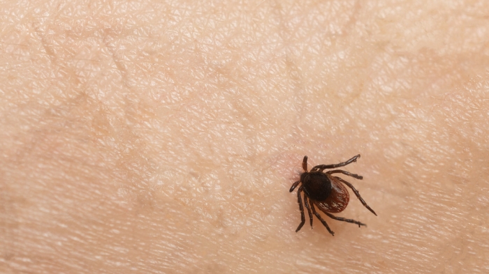 Казахстанцам напомнили правило четырех дней при укусе клещей