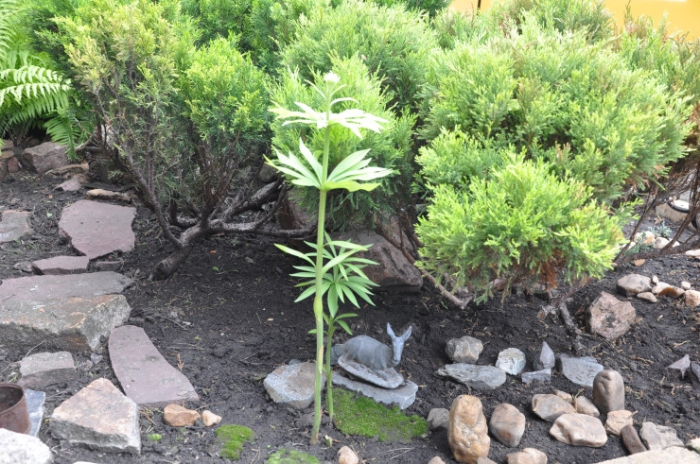 Превратил свалку в сказочный город. Вдохновляющая история из Петропавловска