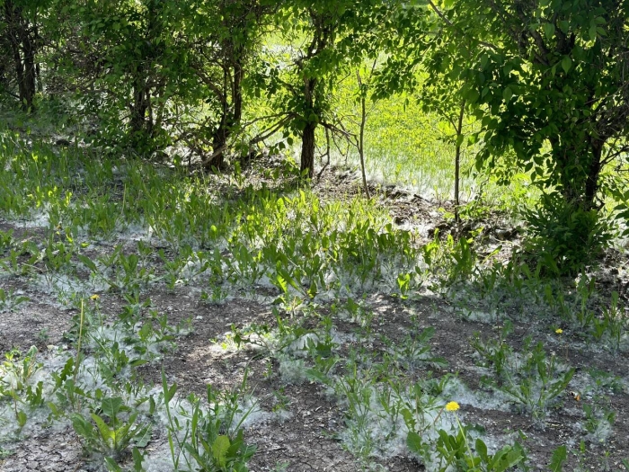 
Астану накрыл тополиный пух: сколько деревьев высадили в городе и что советуют аллергологи
