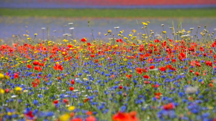 Сильная жара, туман и грозы: погода в Казахстане на сегодня, 5 июня
