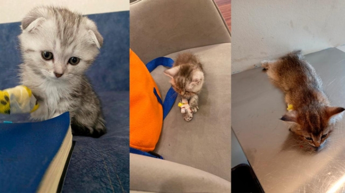 В это сложно поверить: почему в Астане массово гибнут котята В это сложно поверить: почему в Астане массово гибнут котята