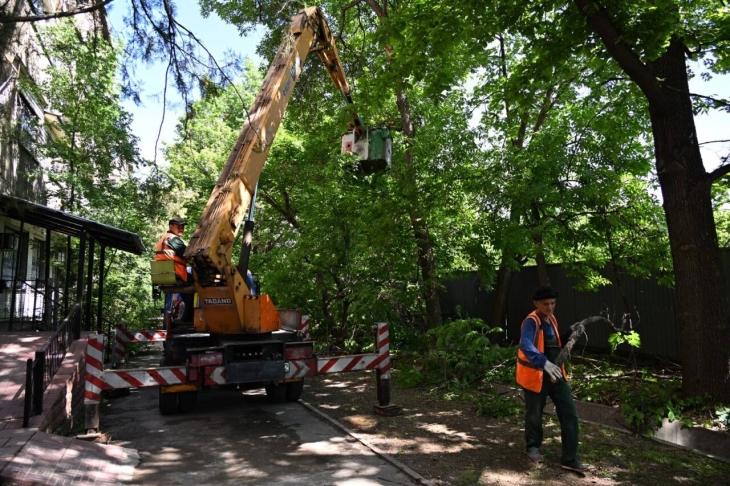 Алматыда 6 мың ағаш санитарлық мақсатта кесіліп жатыр
Алматыда 6 мың ағаш санитарлық мақсатта кесіліп жатыр