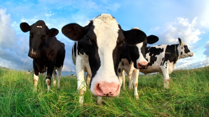 Главные новости за 29 июля: афганская газировка, кадровые перестановки и розыск экс-полицейского Главные новости за 29 июля: афганская газировка, кадровые перестановки и розыск экс-полицейского