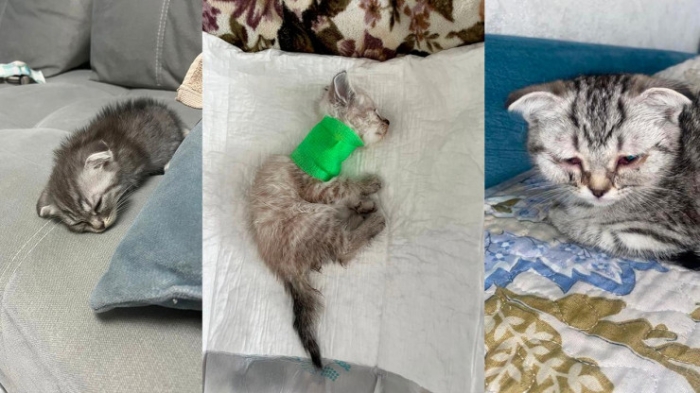 В это сложно поверить: почему в Астане массово гибнут котята В это сложно поверить: почему в Астане массово гибнут котята