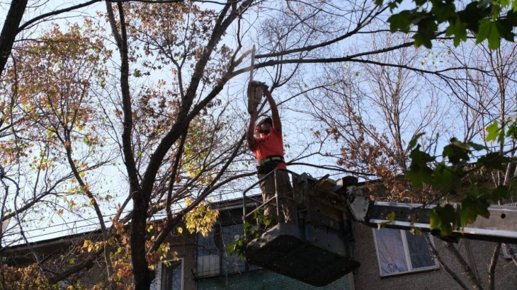 Алматыда 6 мың ағаш санитарлық мақсатта кесіліп жатыр
Алматыда 6 мың ағаш санитарлық мақсатта кесіліп жатыр