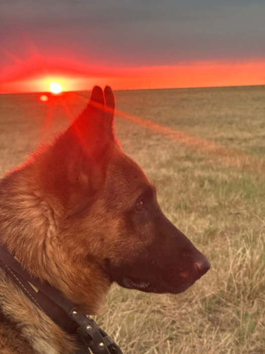Как пограничник и пес Ройтер спасли трехлетнюю девочку в ЗКО Как пограничник и пес Ройтер спасли трехлетнюю девочку в ЗКО