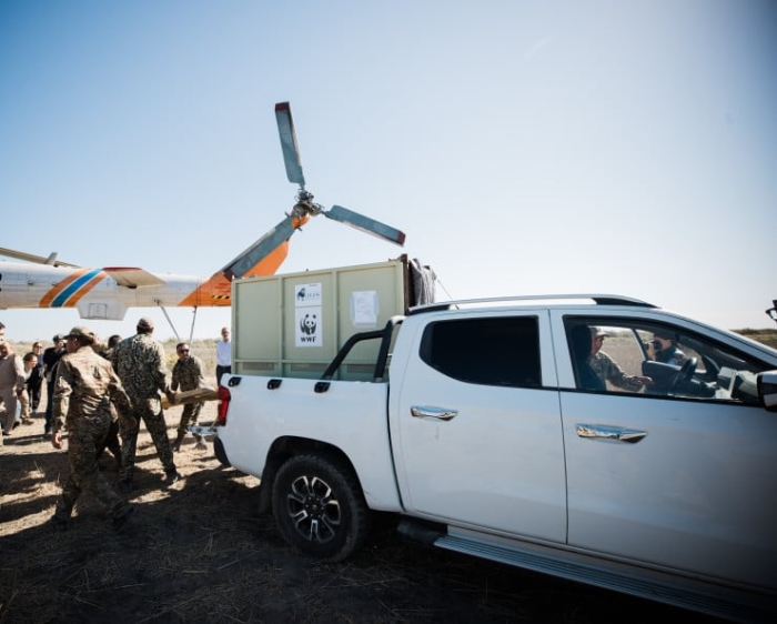 Чего ждать казахстанцам от соседства с тиграми: мнения экспертов Чего ждать казахстанцам от соседства с тиграми: мнения экспертов