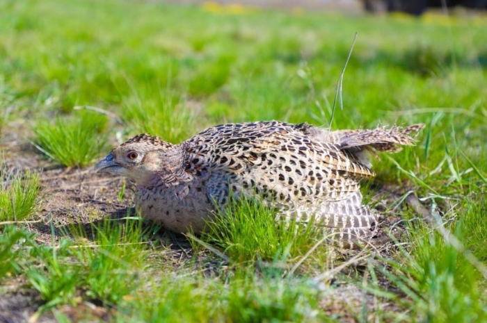 
                                                                                                                                                                                                                                                                                                                                                                            Ещё 750 фазанов выпустили на территории зелёного пояса Астаны для борьбы с вредителями
                                                    