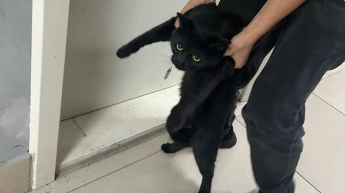 Сотрудники аэропорта Алматы выкинули на улицу кота, которого несколько дней искала пассажирка Сотрудники аэропорта Алматы выкинули на улицу кота, которого несколько дней искала пассажирка