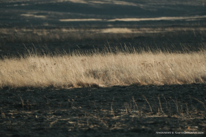Черная степь: что происходит на месте крупного пожара в Карагандинской области