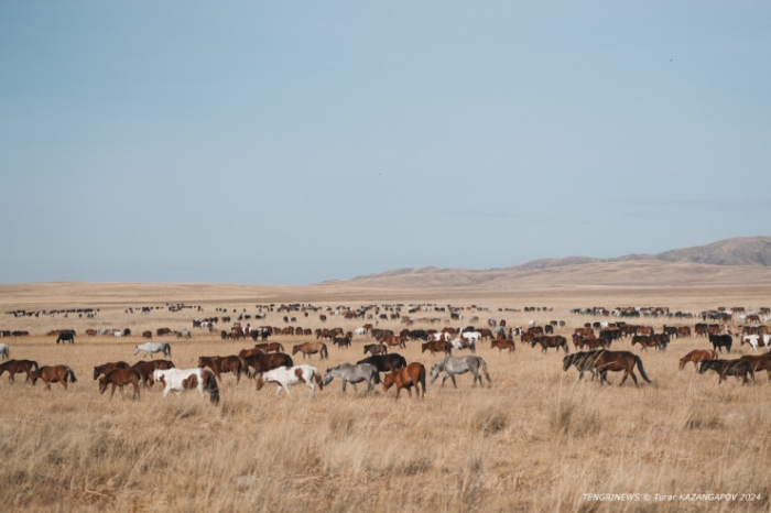 Черная степь: что происходит на месте крупного пожара в Карагандинской области
