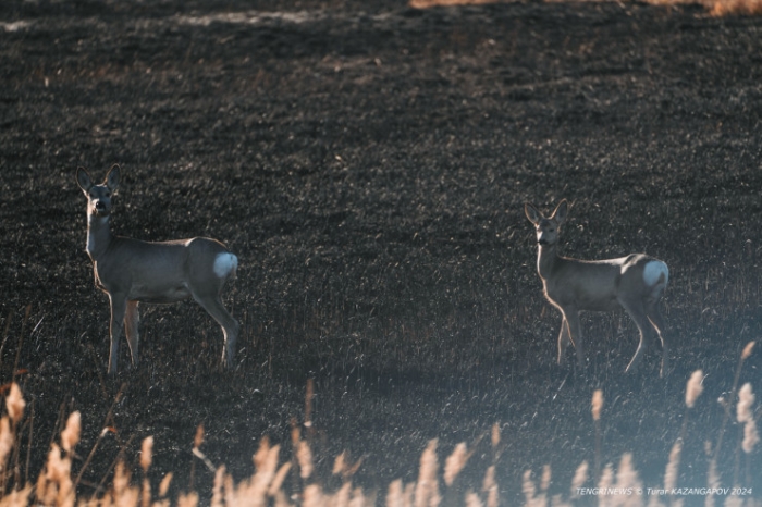 Черная степь: что происходит на месте крупного пожара в Карагандинской области