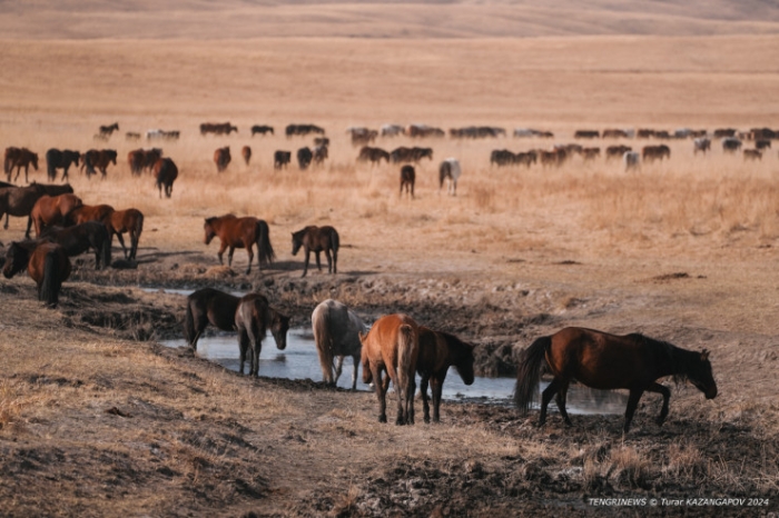 Черная степь: что происходит на месте крупного пожара в Карагандинской области