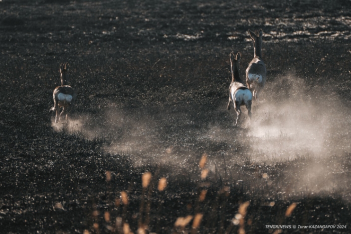 Черная степь: что происходит на месте крупного пожара в Карагандинской области