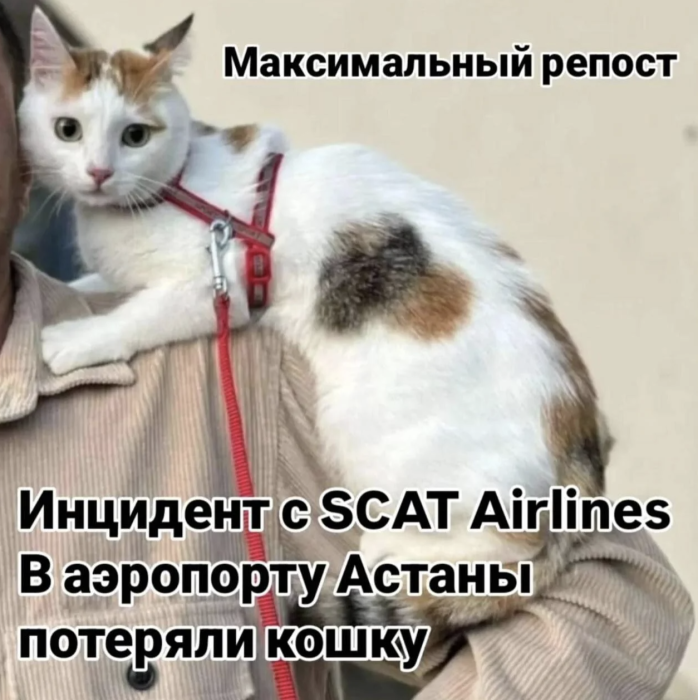 
                                                                                                                                                                                                                                                                                                                                                                            Кошка сбежала из переноски и потерялась в аэропорту Астаны: питомца ищут целый месяц
                                                    