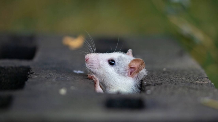 
                                                                                                                                                                                                                                                                                                                                                                                                                                                                "Там, где много мусора". Министр экологии не считает, что нашествие крыс в городах связано с отловом кошек и собак
                                                    