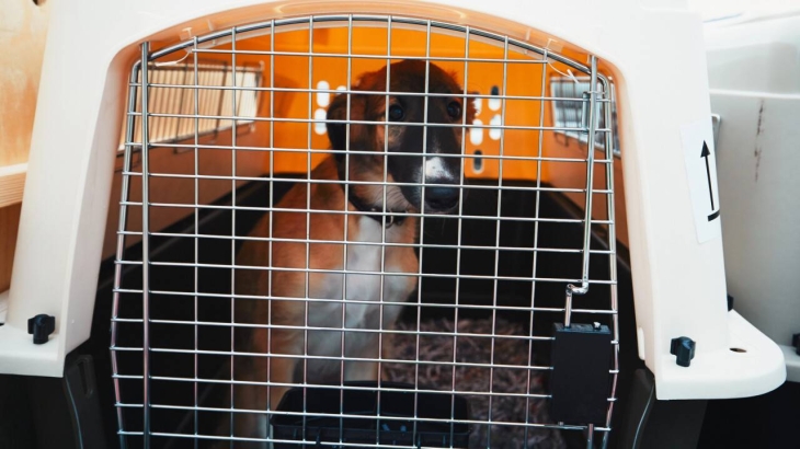 Air Astana выплатит компенсацию за потерю собаки на рейсе Алматы – Уральск
Air Astana выплатит компенсацию за потерю собаки на рейсе Алматы – Уральск