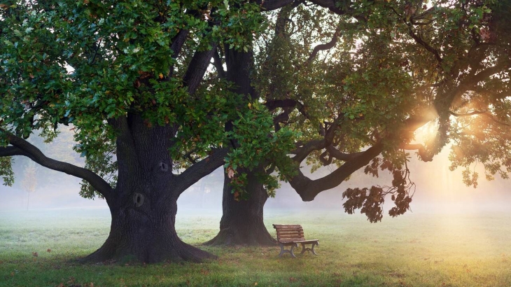 В Алматы незаконно вырубили два 50-летних дуба: полиция возбудила уголовное дело
В Алматы незаконно вырубили два 50-летних дуба: полиция возбудила уголовное дело