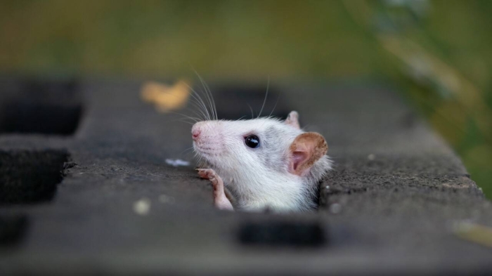 
                                                                                                                                                                                                                                                                                                                                                                                                                                                                "Там, где много мусора". Министр экологии не считает, что нашествие крыс в городах связано с отловом кошек и собак
                                                    