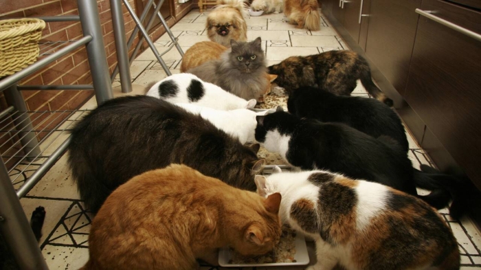 
                                                                                                                                                                                                                                                                                                                                                                                                                                                                22 тонны изъятого мяса передали приюту для животных в Астане
                                                    