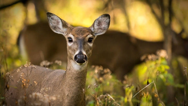 Шприц в лани и пустой бассейн бегемотов: появившееся в сети видео прокомментировали в зоопарке Алматы
Шприц в лани и пустой бассейн бегемотов: появившееся в сети видео прокомментировали в зоопарке Алматы